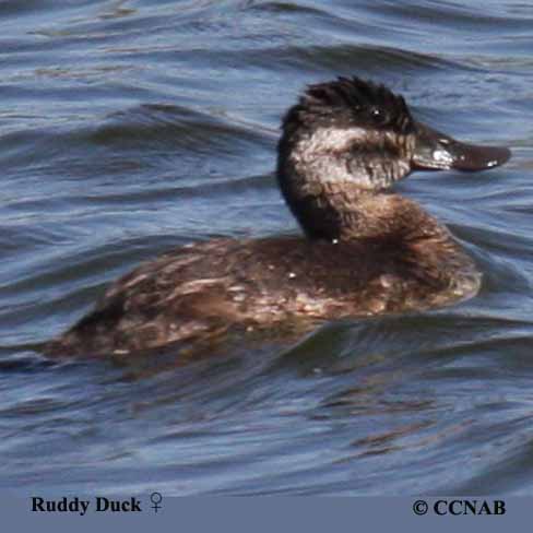 Ruddy Duck