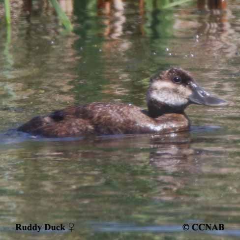 Ruddy Duck