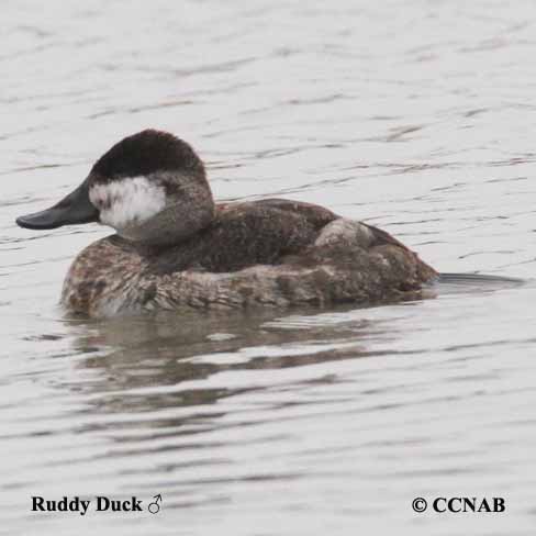 Ruddy Duck