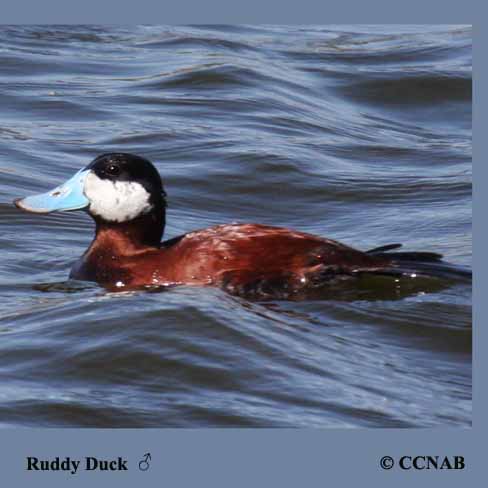 Ruddy Duck