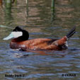 Ruddy Duck range map