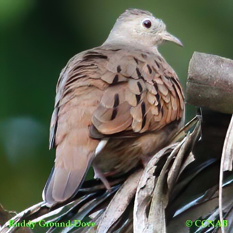 Birds of North America