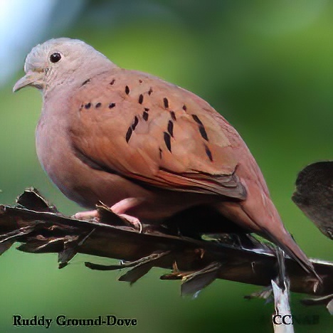 Ruddy Ground-Dove