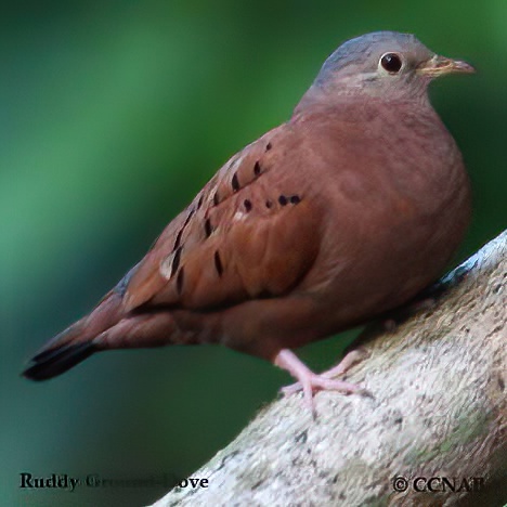 Ruddy Ground-Dove