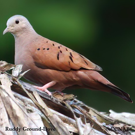 Ruddy Ground-Dove