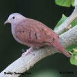 Ruddy Ground-Dove