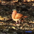 Ruddy Quail-Dove range map