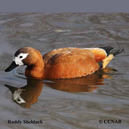 Ruddy Shelduck