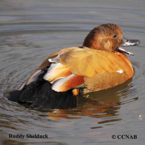 Ruddy Shelduck