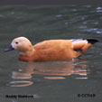 Ruddy Shelduck range map