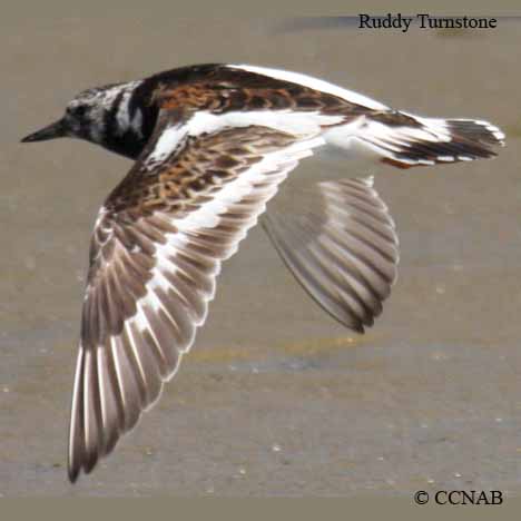 Ruddy Turnstone