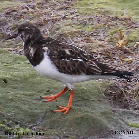 Ruddy Turnstone