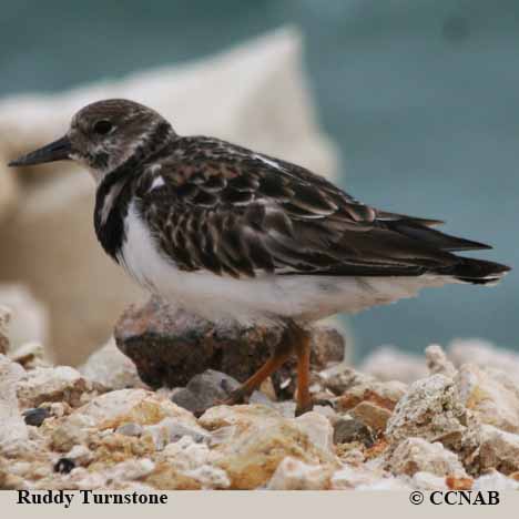 Ruddy Turnstone