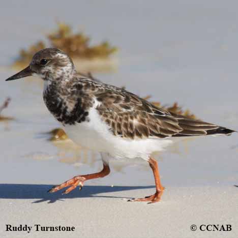 Ruddy Turnstone