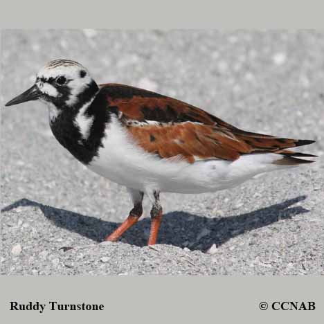 Ruddy Turnstone