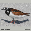 Ruddy Turnstone range map