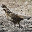 Ruffed Grouse range map