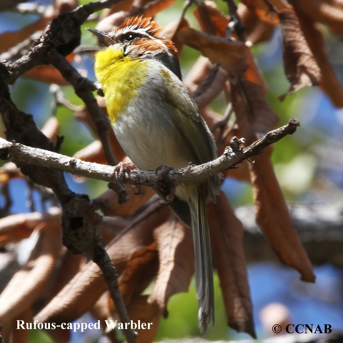 Rufous-capped Warbler