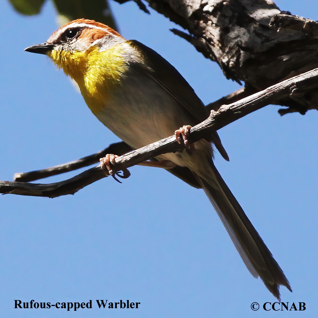 Rufous-capped Warbler