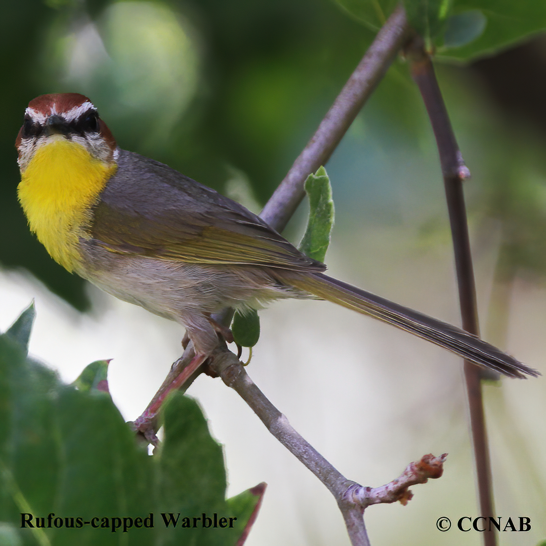 Rufous-capped Warbler