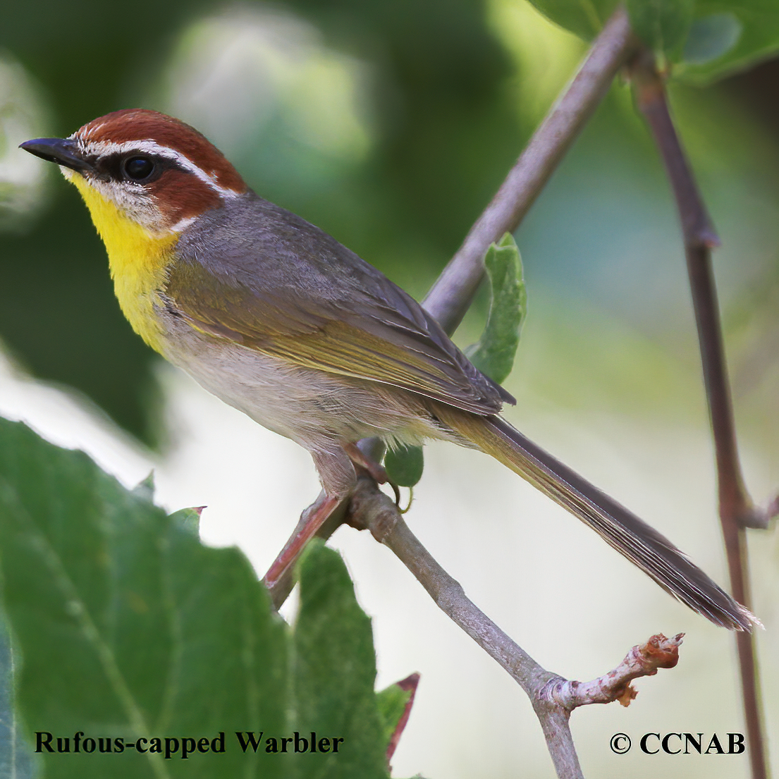 Birds of North America