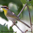 Rufous-capped Warbler range map