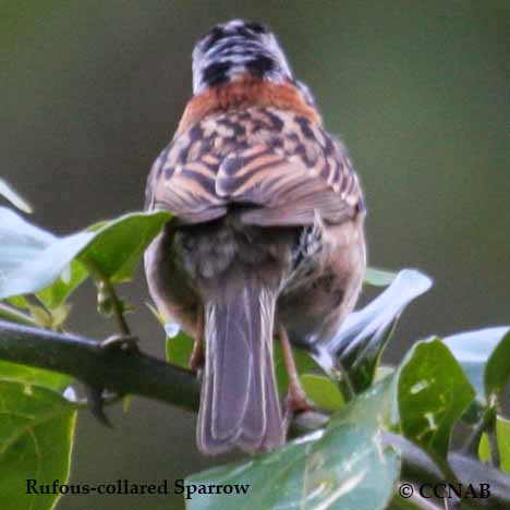 Rufous-collared Sparrow