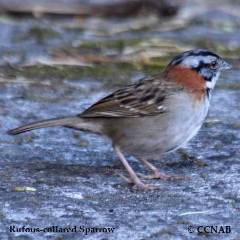 Rufous-collared Sparrow