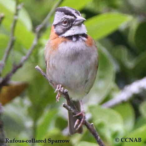 Rufous-collared Sparrow