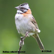 Rufous-collared Sparrow