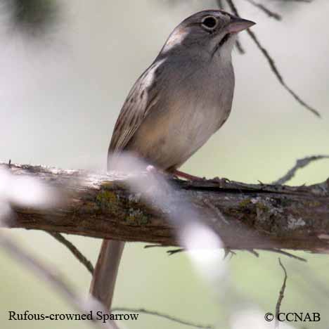 Rufous-crowned Sparrow