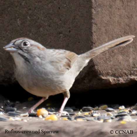 Rufous-crowned Sparrow