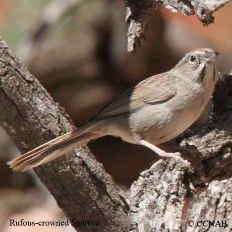 Rufous-crowned Sparrow