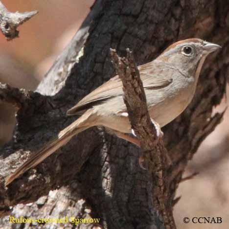 Rufous-crowned Sparrow