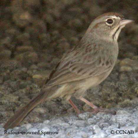 Rufous-crowned Sparrow