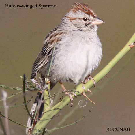 Rufous-winged Sparrow