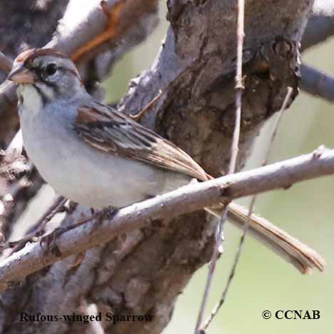 Rufous-winged Sparrow