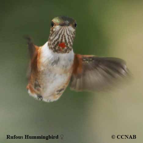 Rufous Hummingbird