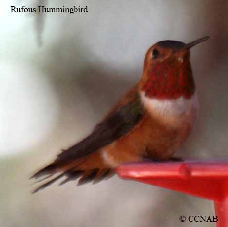 Rufous Hummingbird