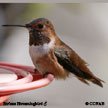 Rufous Hummingbird range map