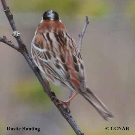 Rustic Bunting