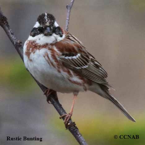 Rustic Bunting