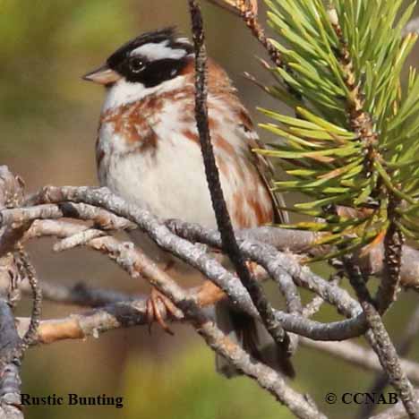 Rustic Bunting