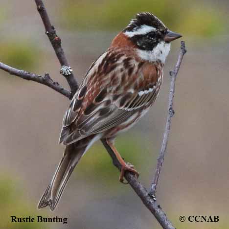 Rustic Bunting