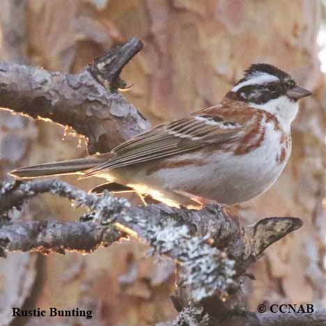 Birds of North America