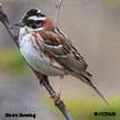 Rustic Bunting