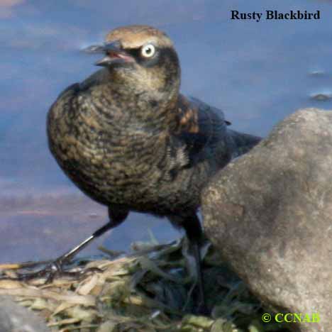 Rusty Blackbird