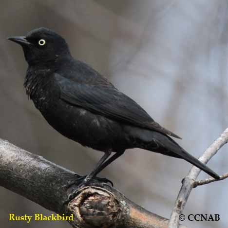 Rusty Blackbird