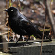 Rusty Blackbird range map