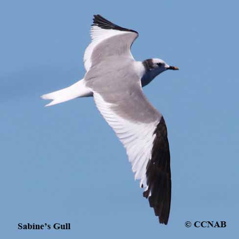 Sabine's Gull